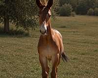 chestnut-all-around-athletic-horse