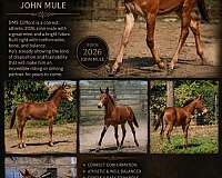 foundation-appaloosa-mule