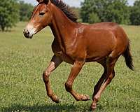 all-around-athletic-colt