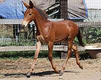 all-around-athletic-horse