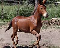 chestnut-colt-for-sale