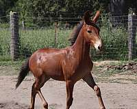 14-hand-mule-colt