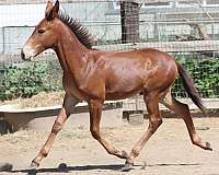 chestnut-mule-for-sale