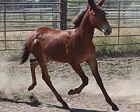 14-hand-mule