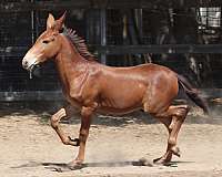 14-hand-chestnut-horse