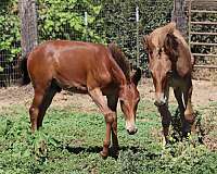 14-hand-colt