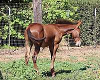 chestnut-mule