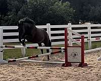 champion-friesian-thoroughbred-horse