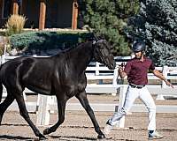 double-registered-friesian-thoroughbred-horse