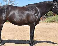foundation-friesian-thoroughbred-horse