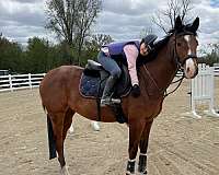 athletic-appendix-horse