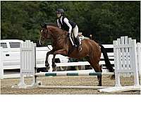 all-around-appendix-horse