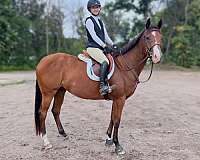 bar-appendix-horse