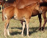 quarter-horse-colt