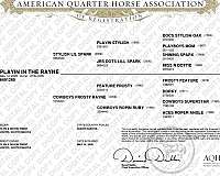 quarter-horse-for-sale