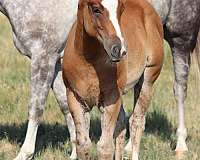 quarter-horse