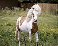 splash-icelandic-horse