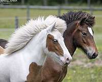 tobiano-icelandic-filly