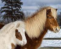 tolt-filly