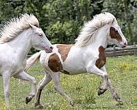 ability-icelandic-horse