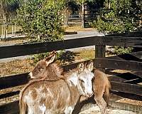 miniature-mare