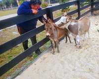 miniature-horse-for-sale