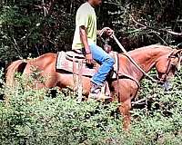 sorrel-mare-quarter-horse
