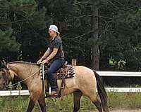 dunskin-quarter-pony-gelding
