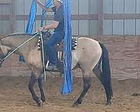 trail-r-quarter-pony