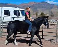 trail-riding-gelding