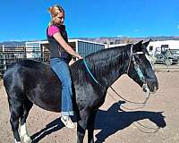 trail-riding-horse
