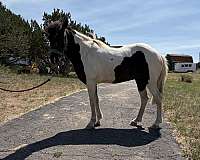available-icelandic-horse