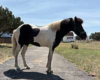 choice-icelandic-horse