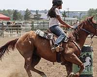 chestnut-athletic-horse