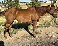 chestnut-barrel-horse