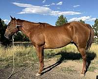 chestnut-barrel-racing-horse