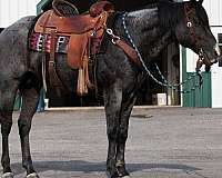 riding-horse-stallion