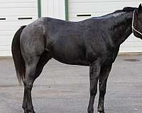 stallion-quarter-horse