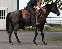 blue-roan-quarter-horse