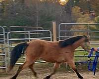 import-gelding-mare