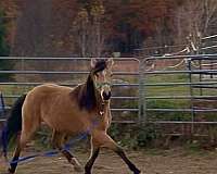 connemara-pony-for-sale