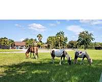 miniature-horse-for-sale