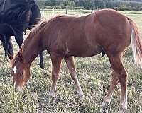 quarter-horse-colt