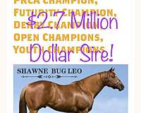 quarter-horse