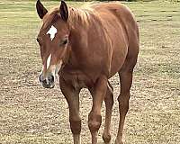 quarter-horse-for-sale