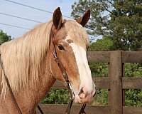 red-roan-even-horse
