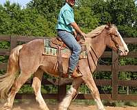all-around-draft-horse
