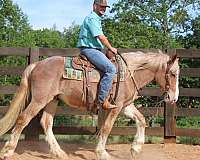athletic-draft-horse
