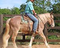 barrel-draft-horse