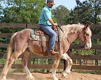 barrel-racing-draft-horse